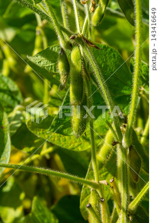 Soy beans grow in the field. Selective focus. Nature 143416649