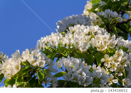 Pear flower in full bloom in spring in the garden Pear flower in full bloom in spring in the garden 143416652