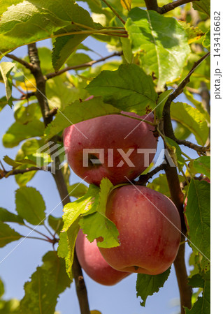 Red apples hanging from branches in a sunny orchard surrounded by vibrant green leaves on a clear day Red apples hanging from branches in a sunny orchard surrounded by vibrant green leaves on a clear day 143416682