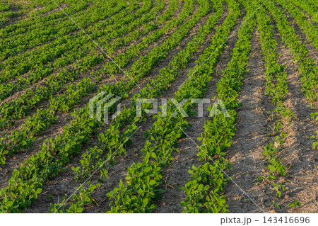 Green soybean field stretches across the landscape under a clear sky showcasing rows of healthy plants growing in fertile soil during the growing season Green soybean field stretches across the landscape under a clear sky showcasing rows of healthy plants growing in fertile soil during the growing season 143416696