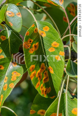Pear tree leaves displaying symptoms of fungal disease caused by Gymnosporangium sabinae in a garden during late spring sunlight Pear tree leaves displaying symptoms of fungal disease caused by Gymnosporangium sabinae in a garden during late spring sunlight 143416716