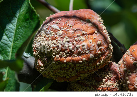 Fresh fruit affected by Monilinia fructigena exhibits brown rot symptoms on tree branch Fresh fruit affected by Monilinia fructigena exhibits brown rot symptoms on tree branch 143416735