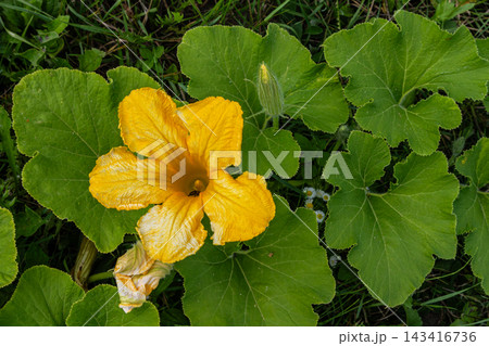 Bright yellow zucchini flower blooming amid lush green leaves in a summer garden 143416736