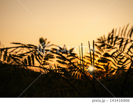 Sunset blur shadow forest nature summer background cloud gradient overlay dramatic weather orange sky evening sunrise pastel color effect pattern abstract spring light beauty template yellow wallpaper 143416906