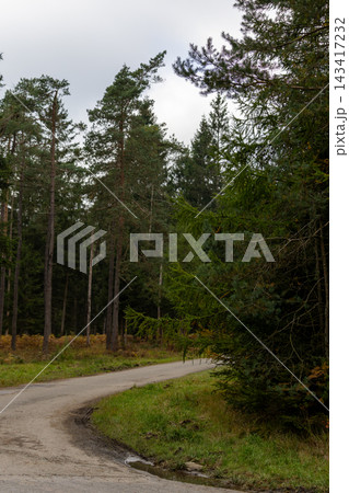 Winding dirt path cuts through tall evergreens 143417232