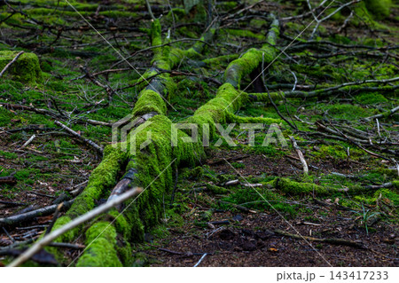Moss blankets a fallen tree trunk Moss blankets a fallen tree trunk 143417233