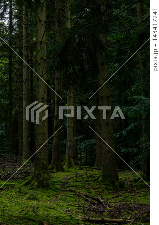 Dark forest stands tall with ancient trees 143417241