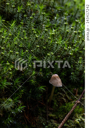 Tiny mushroom rises from mossy forest floor 143417242