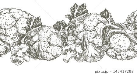 Horizontal border of whole heads of cauliflower and individual florets lies on a table. Vector seamless retro pattern of the cruciferous vegetable. Hand drawn ink linear sketch in an engraving style. 143417298