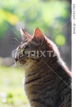 自然公園のもふもふのキジトラ柄の野良猫の横顔 自然公園のもふもふのキジトラ柄の野良猫の横顔 143417301