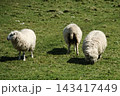草原で草をはむのどかな羊たち・イギリスのセブンシスターズ周辺 143417449