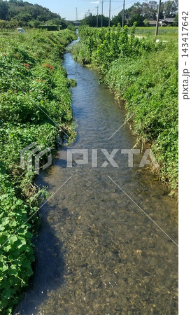 関東地方の平地で見つけた水路(2026.9.24) 清らかな流れが秋を感じる日本の四季 143417642