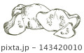 Composition whole pattypan squash, a half and pieces. Hand drawn sketch. Vector clipart of a patisson. Line drawing of a summer vegetable. Retro style illustration imitating an engraving technique. 143420010