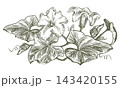 Pumpkin foliage, shoots, and flowers. Vector clipart of squash leaves in a garden bed. Linear ink outline drawing. Retro illustration in an engraving style. 143420155