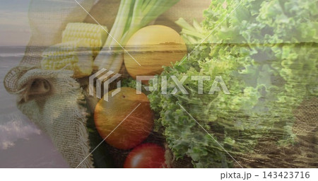 Displaying centered cluster lettuce, oranges, tomatoes, corn and scallion on burlap with shoreline Displaying centered cluster lettuce, oranges, tomatoes, corn and scallion on burlap with shoreline 143423716