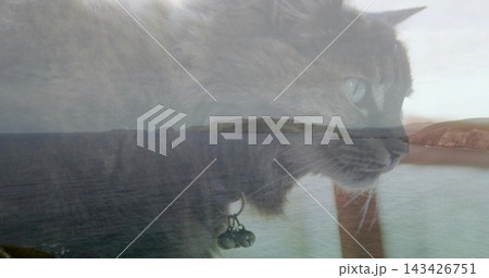 Overlaying gray long-haired domestic cat gazing right over coastal shoreline, with collar bells 143426751