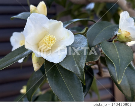 白侘助〜冬の茶花〜 白侘助〜冬の茶花〜 143430905