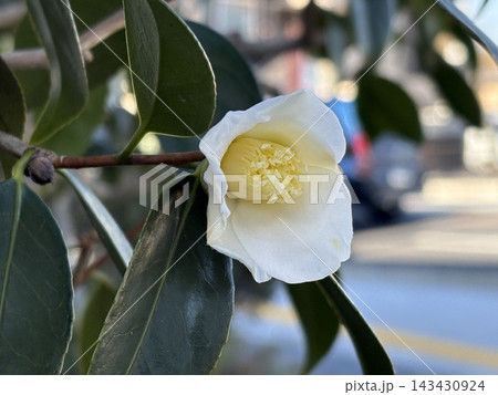 宇治の白侘助〜冬の茶花〜 宇治の白侘助〜冬の茶花〜 143430924