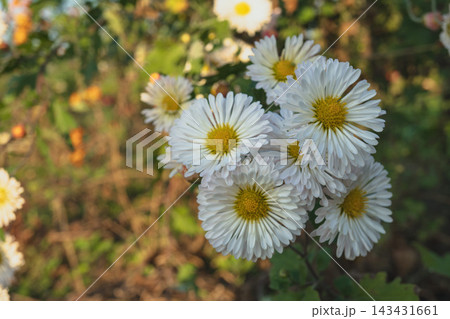11月の秋の朝に爽やかな光を浴びて咲き誇る白色の小菊の花々 11月の秋の朝に爽やかな光を浴びて咲き誇る白色の小菊の花々 143431661