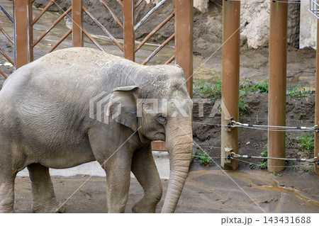 多摩動物公園のゾウ 多摩動物公園のゾウ 143431688