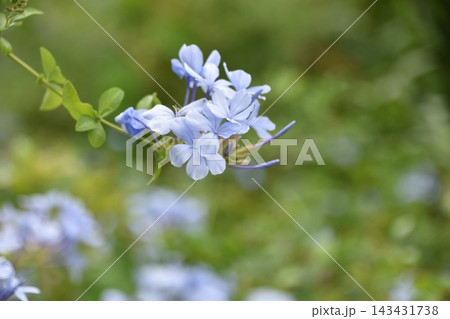 青い花 143431738