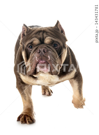 american bully in studio american bully in studio 143431781