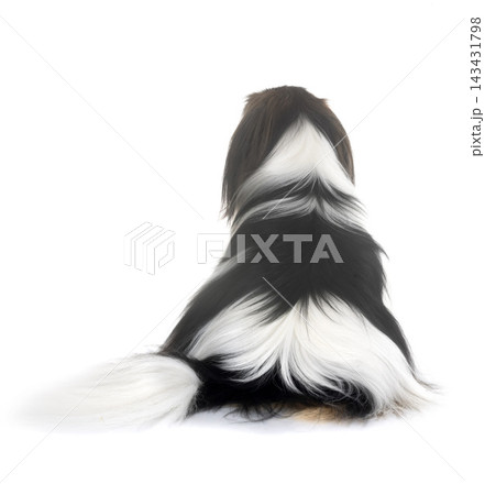phalene papillon dog phalene papillon dog 143431798