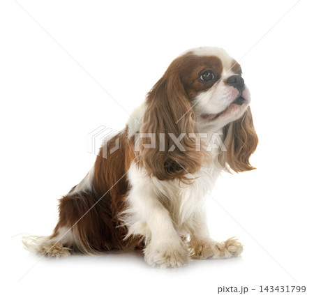cavalier king charles cavalier king charles 143431799