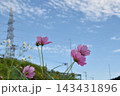 空に向かって咲くコスモス 143431896