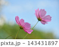 青空を見つめるコスモス 143431897