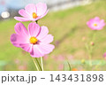 コスモス 143431898