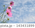 青空に向かって咲くコスモス 143431899