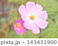 ピンクのコスモス 143431900