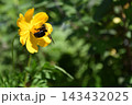 キバナコスモスの蜜を吸うミツバチ 143432025