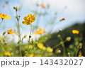 黄色いコスモス 143432027