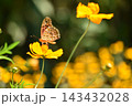 キバナコスモスにとまる蝶 143432028