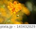 オレンジ色のコスモスをクローズアップした写真 143432029