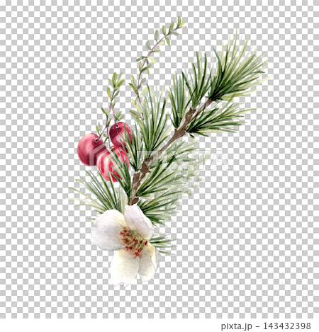 Watercolor winter branch of pine needles, red berries and white blossoms isolated. Forest plants holiday illustration hand painted. Seasonal artwork Nordic cranberries and conifer limb for design. Watercolor winter branch of pine needles, red berries and white blossoms isolated. Forest plants holiday illustration hand painted. Seasonal artwork Nordic cranberries and conifer limb for design. 143432398