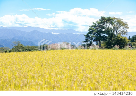 稲穂が実る山並みのの田んぼの風景 稲穂が実る山並みのの田んぼの風景 143434230