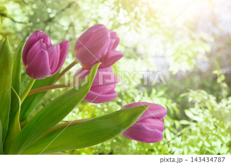 Pink tulips stand tall in a garden setting. Sunlight shines through green leaves, creating a bright atmosphere. The blooming flowers add color to the outdoor scene during spring. 143434787