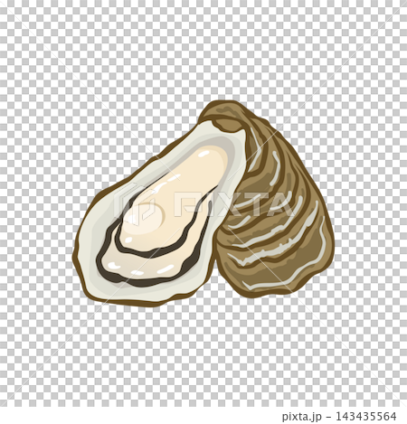 新鮮牡蠣的插圖 新鮮牡蠣的插圖 143435564