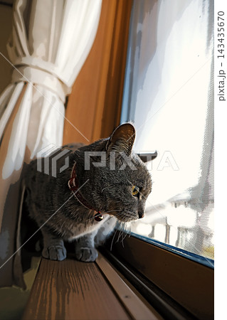 スケッチ風 猫 ネコ ねこ キジトラ グレー 雌 メス 雌ねこ 雌ネコ 元気 かわいい 癒し スケッチ風 猫 ネコ ねこ キジトラ グレー 雌 メス 雌ねこ 雌ネコ 元気 かわいい 癒し 143435670