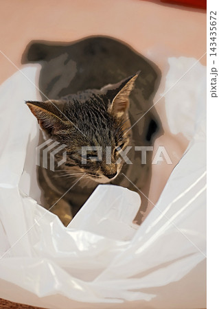 スケッチ風 猫 ネコ ねこ キジトラ グレー 雌 メス 雌ねこ 雌ネコ 元気 かわいい 癒し 143435672