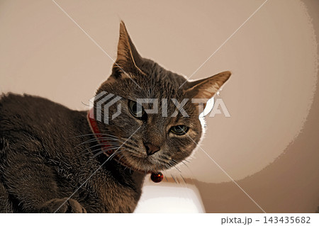 スケッチ風 猫 ネコ ねこ キジトラ グレー 雌 メス 雌ねこ 雌ネコ 元気 かわいい 癒し 143435682