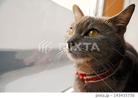 スケッチ風 猫 ネコ ねこ キジトラ グレー 雌 メス 雌ねこ 雌ネコ 元気 かわいい 癒し 143435730