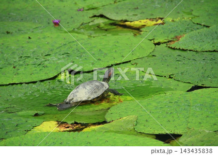 蓮の葉の上で身を伸ばすカメ。周囲に破れた葉や紫の蓮の花が広がる夏の水辺風景 143435838
