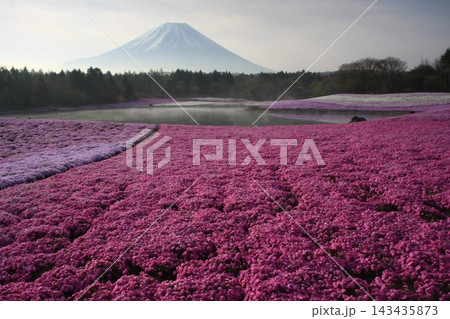 霧の立つ池と満開の芝桜の向こうにそびえる雪をかぶった富士山 143435873