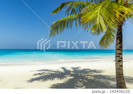 Coconut palms arching powdery white shore vivid turquoise lagoon blue sky bright tropical island. Family beach holiday summer fun. Sunny carefree seaside memories Coconut palms arching powdery white shore vivid turquoise lagoon blue sky bright tropical island. Family beach holiday summer fun. Sunny carefree seaside memories 143436220