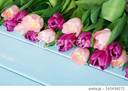 Colorful tulips in shades of pink and purple lie on a light blue surface. They are arranged neatly, showcasing their beautiful shapes and vibrant colors. Perfect for a festive occasion. Colorful tulips in shades of pink and purple lie on a light blue surface. They are arranged neatly, showcasing their beautiful shapes and vibrant colors. Perfect for a festive occasion. 143436271