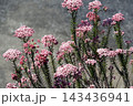 4月春の柔らかな優しいピンクの愛らしく小さな密集したライスフラワーの花 4月春の柔らかな優しいピンクの愛らしく小さな密集したライスフラワーの花 143436941